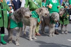 St.-Patrick´s-Day-2024-Tag-2-202-von-385